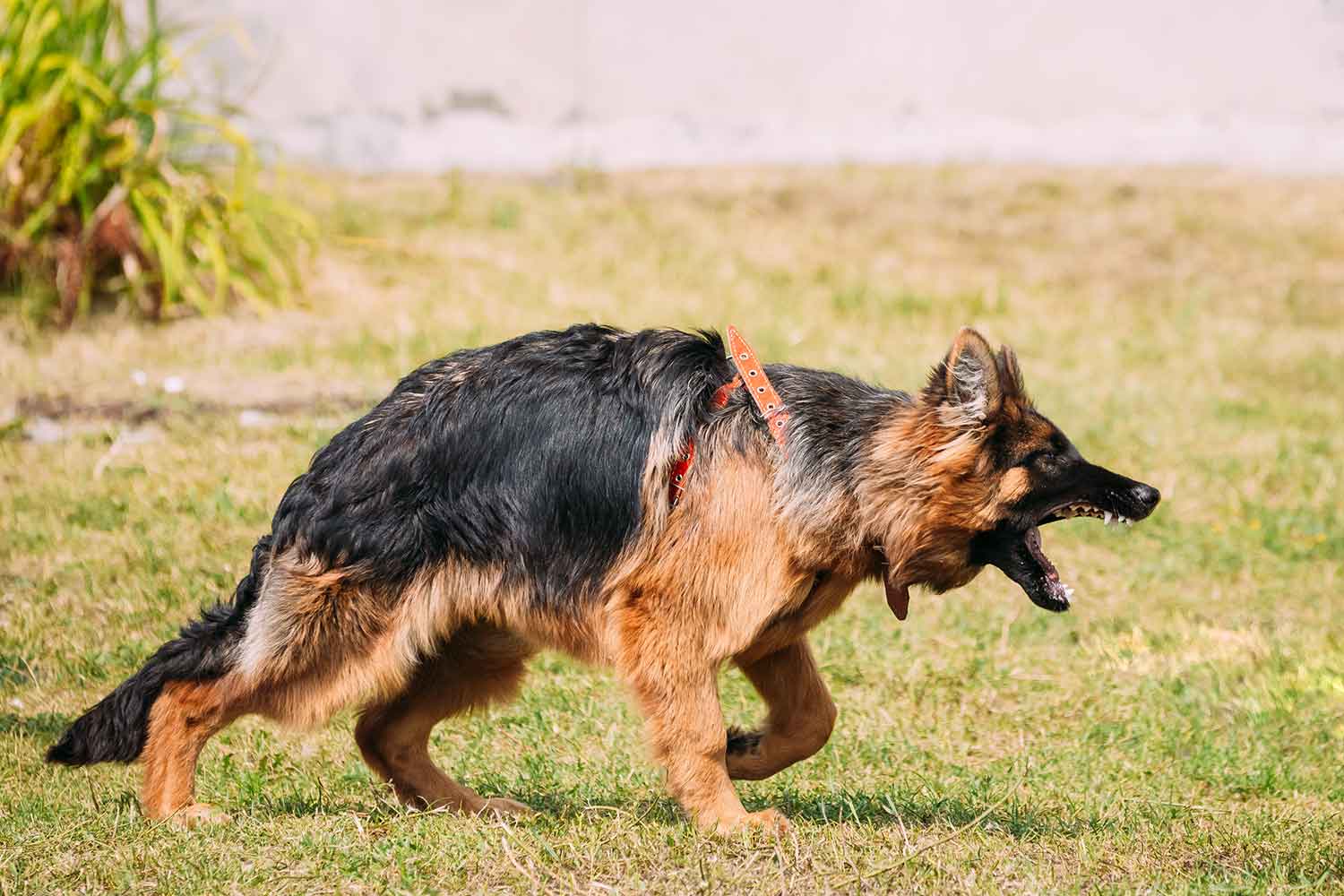 Dog Training in Phoenix - Behavior Modification
