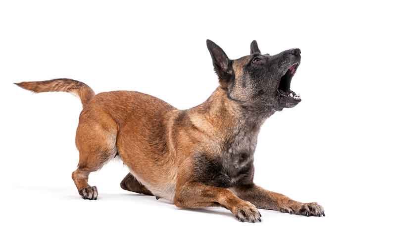 Dog Aggression Training Phoenix - Belgian Shepherd Attack Posture