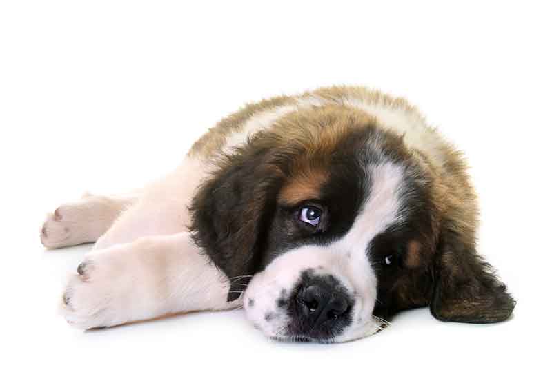 Dog Separation Anxiety Training Phoenix - Sad Puppy