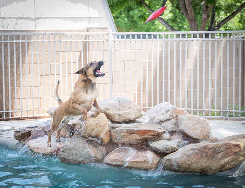 Dog Training in Phoenix - Desert Sky K9 - Playtime Pool