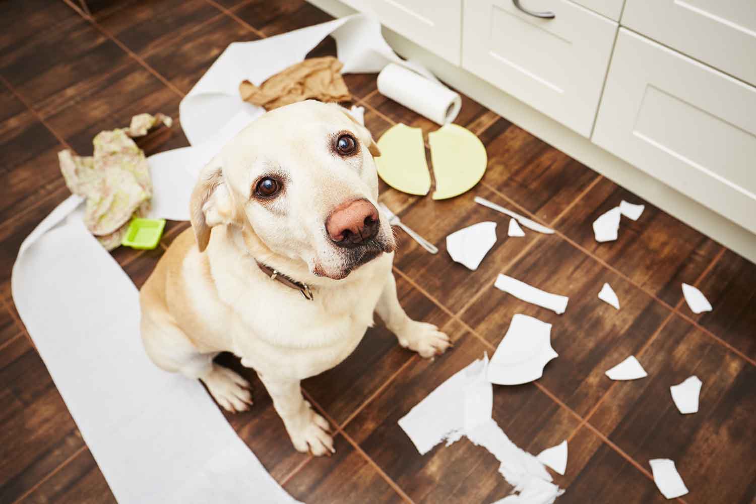 Dog Training in Phoenix - How to fix behaviors