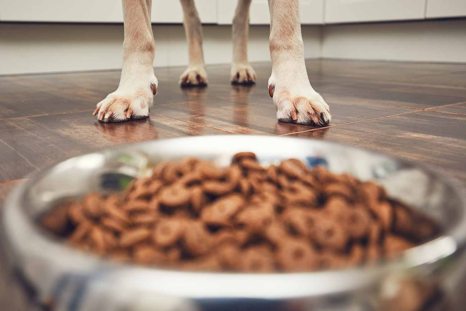 Food Aggression in Dogs Training Phoenix