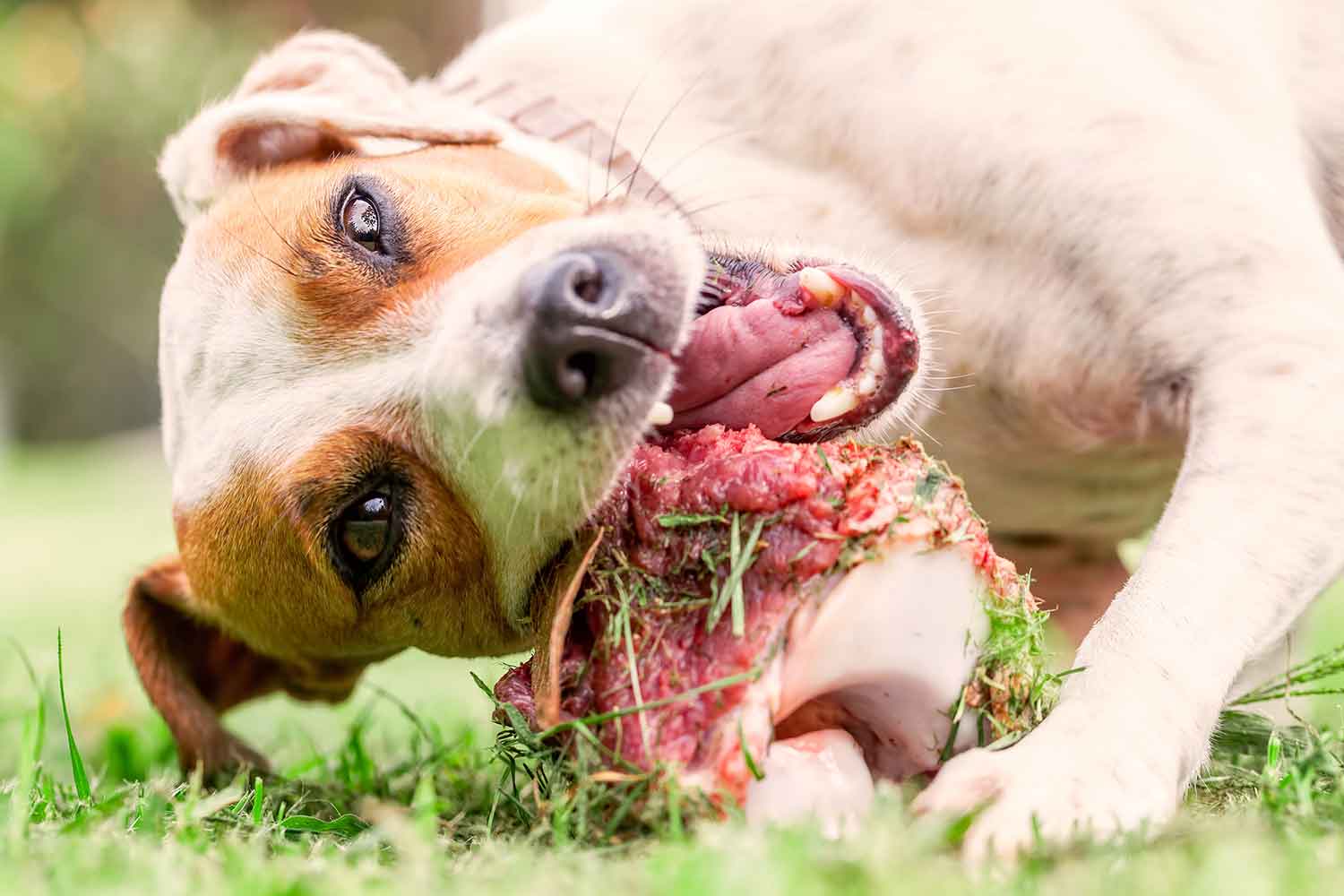 Raw Food Diet For Dogs