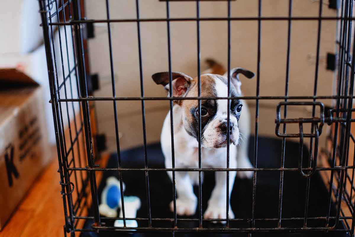 Is Your Dog Distressed It Could Have Separation Anxiety Is Your Dog Distressed It Could Have Separation Anxiety