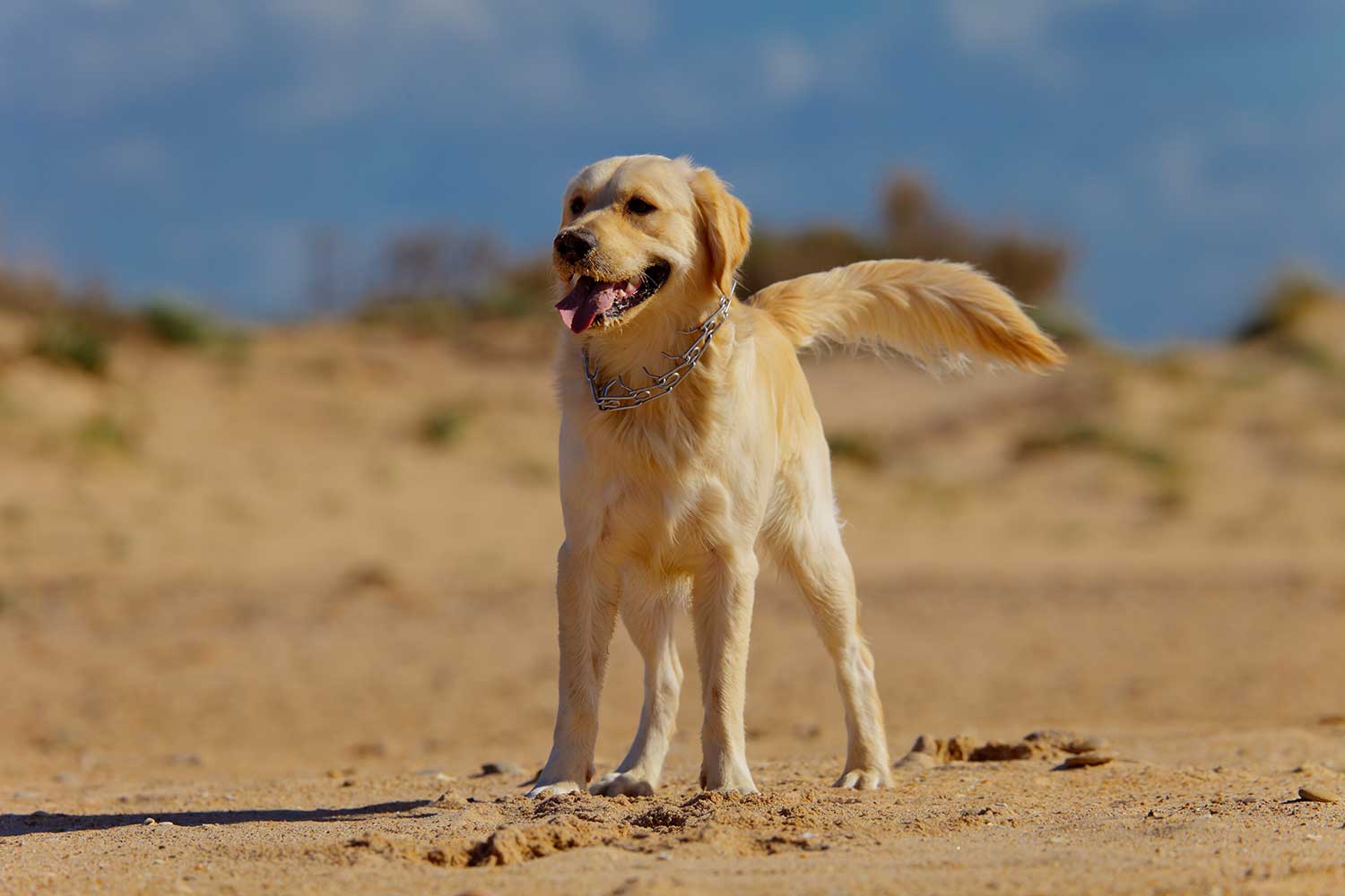 Golden Retrievers | Dog Breeds & Training