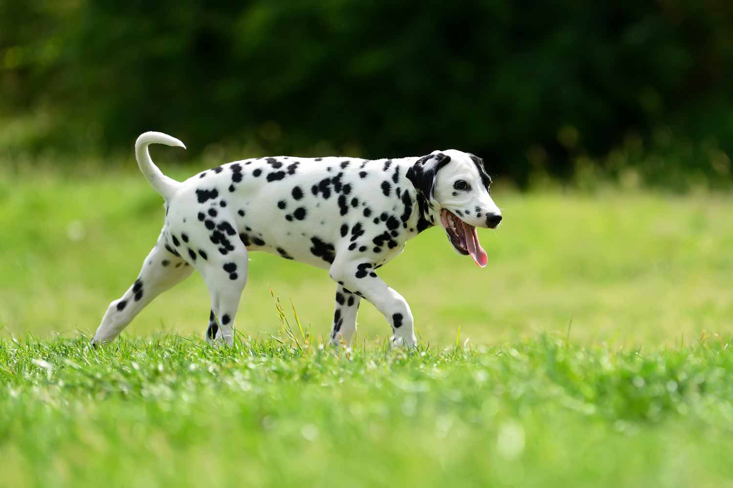 Dalmatians Dog Breeds & Training