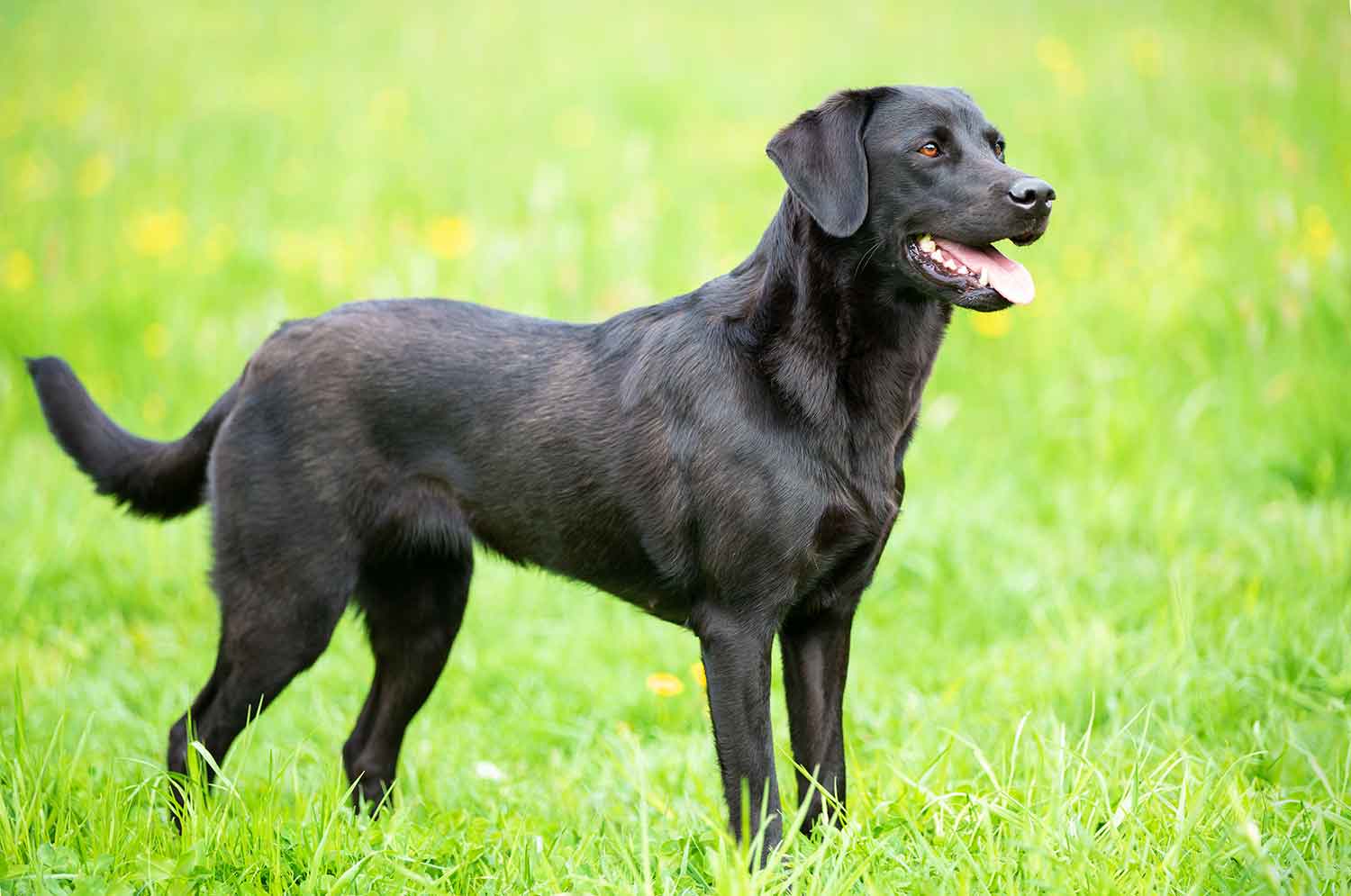 Labradors: Temperament & Traits