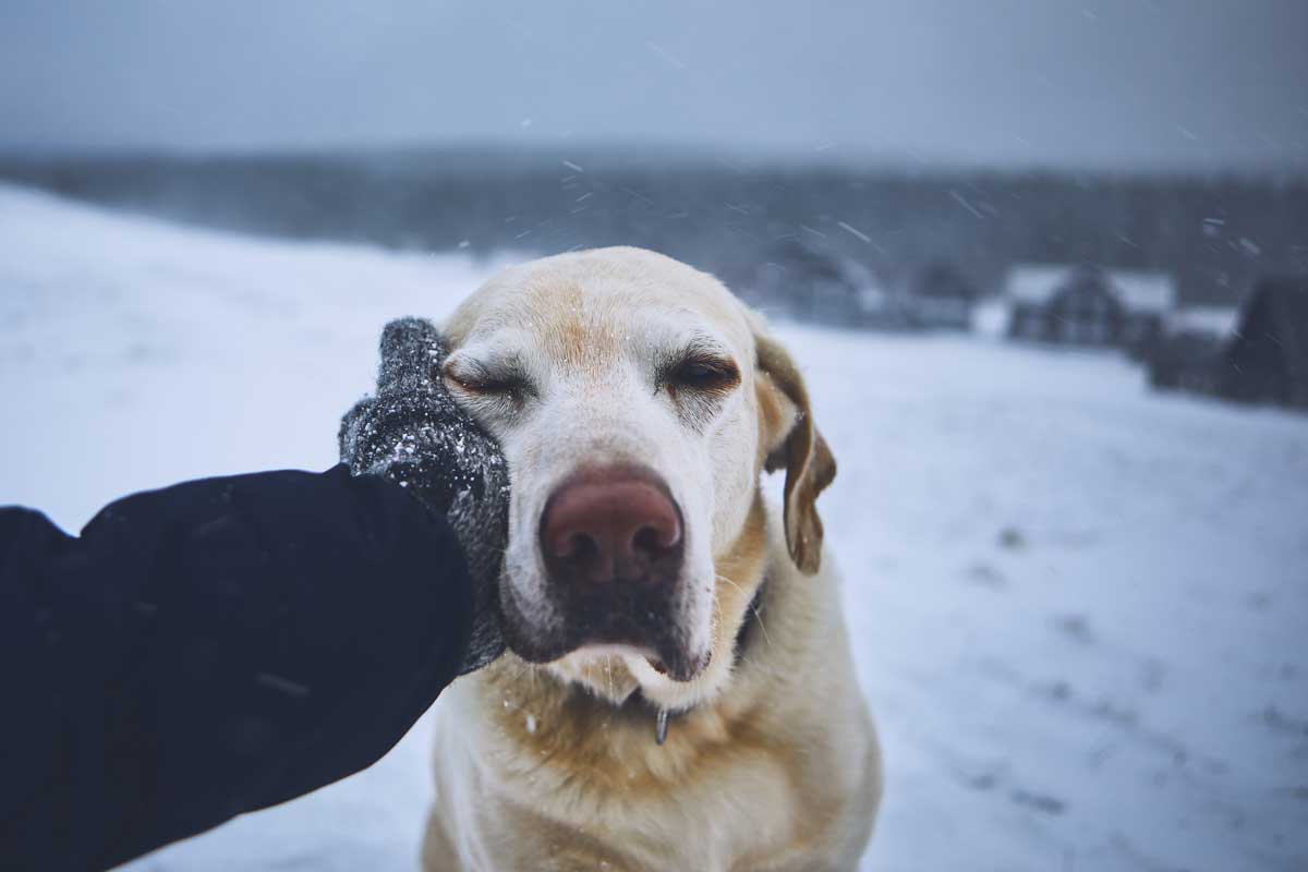 Bonding with Dog - Hand on Face Winter