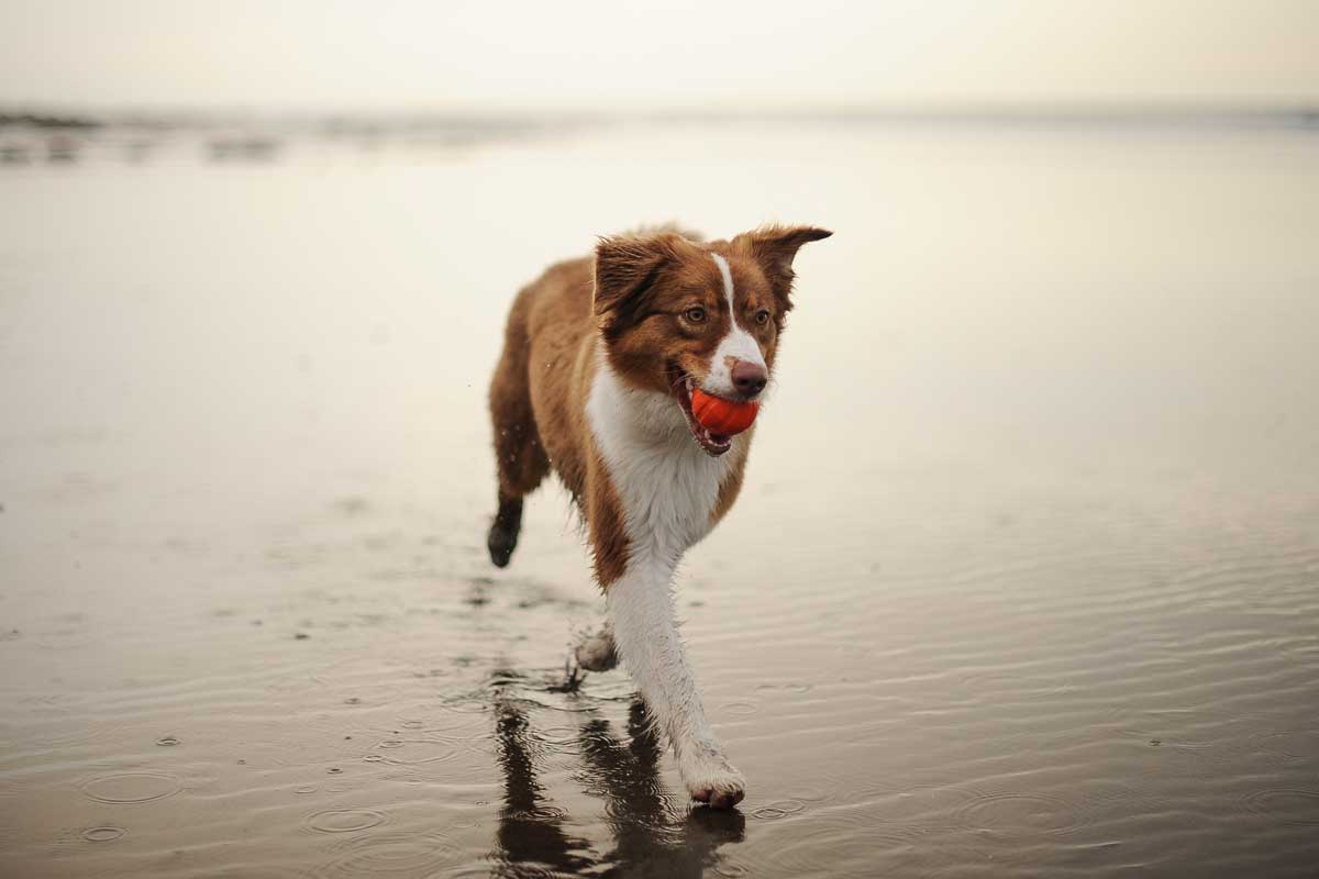 Exercise dogs running in water with ball