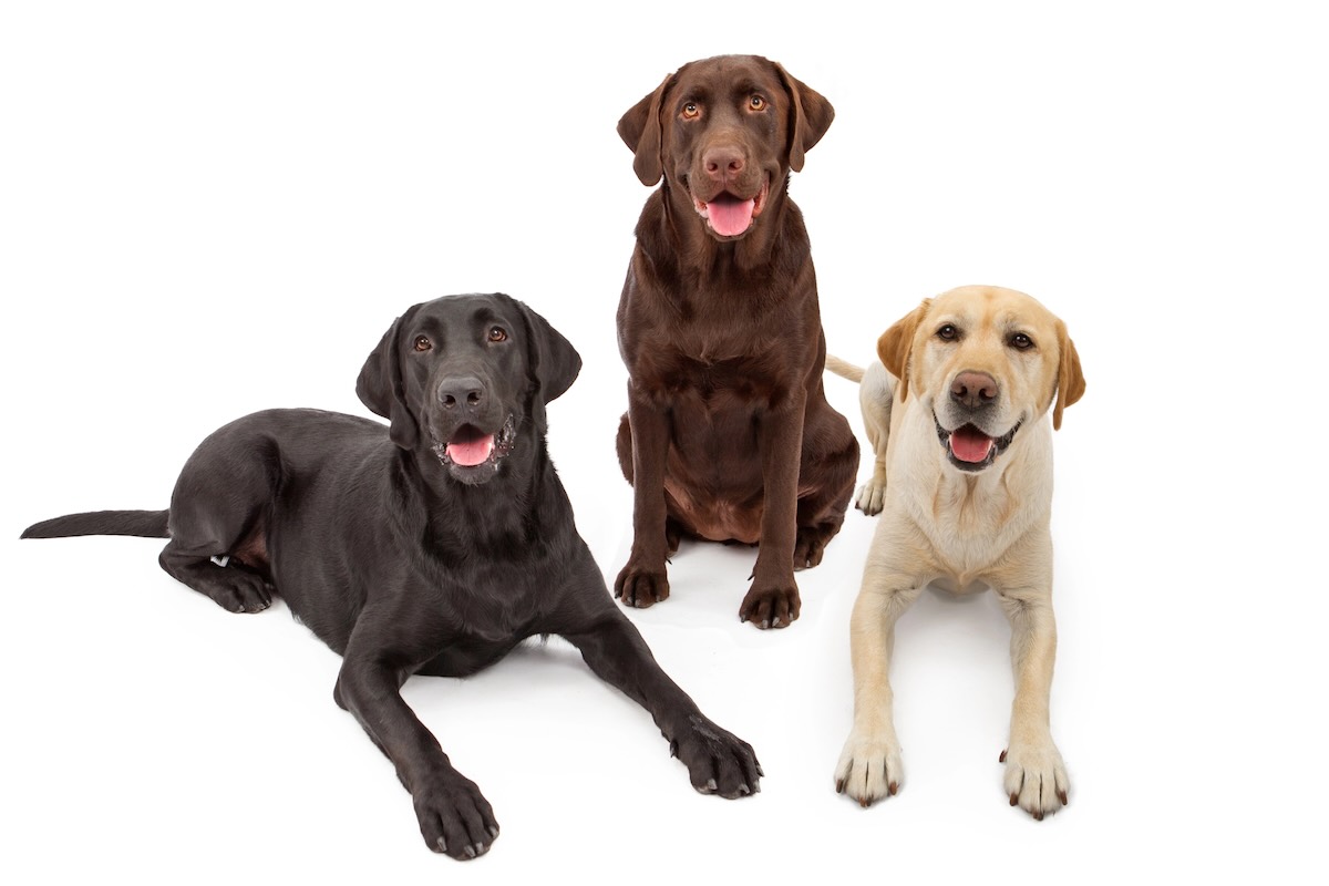 What Are Labrador Retrievers Like? Temperament, Traits, and Lifespan