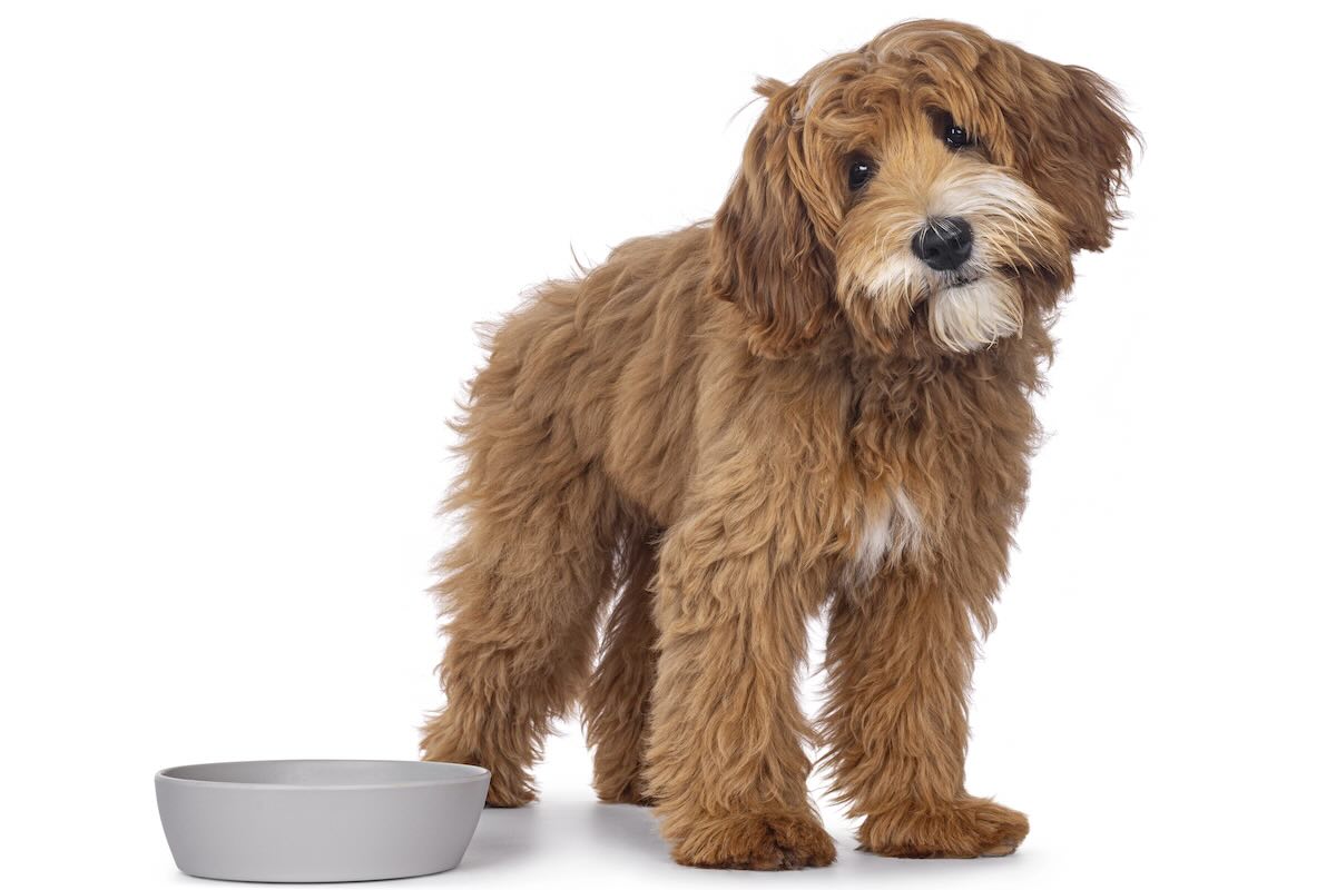 Hungry Labradoodle by his bowl
