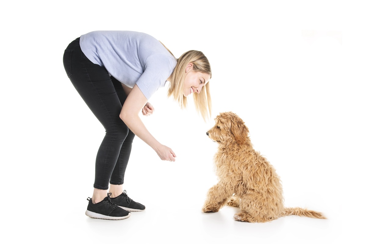 Labradoodle training
