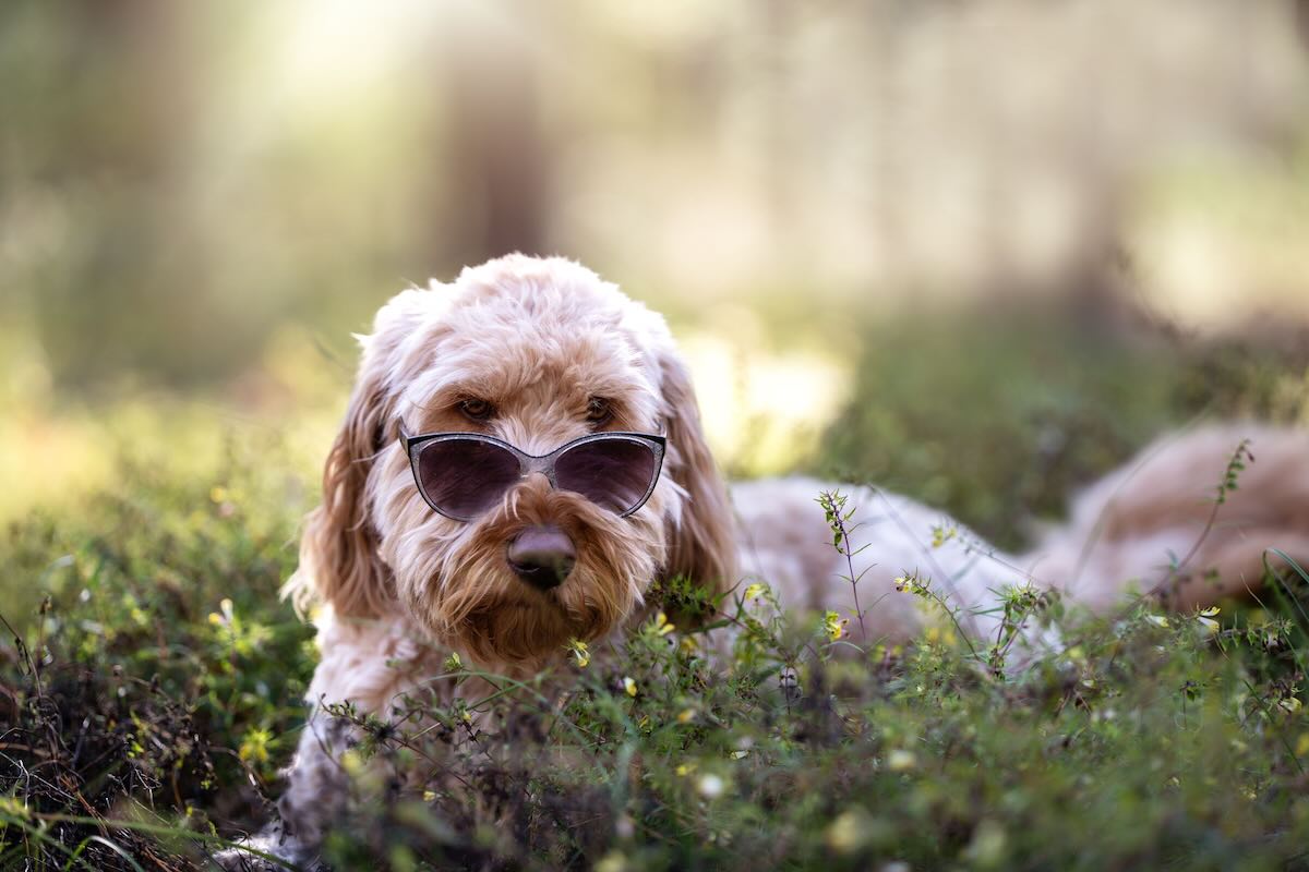Labradoodle wearing sunglasses