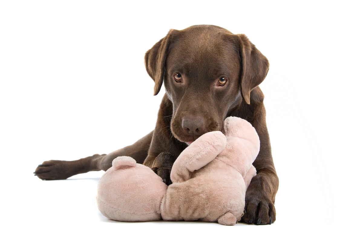 Labrador dog training