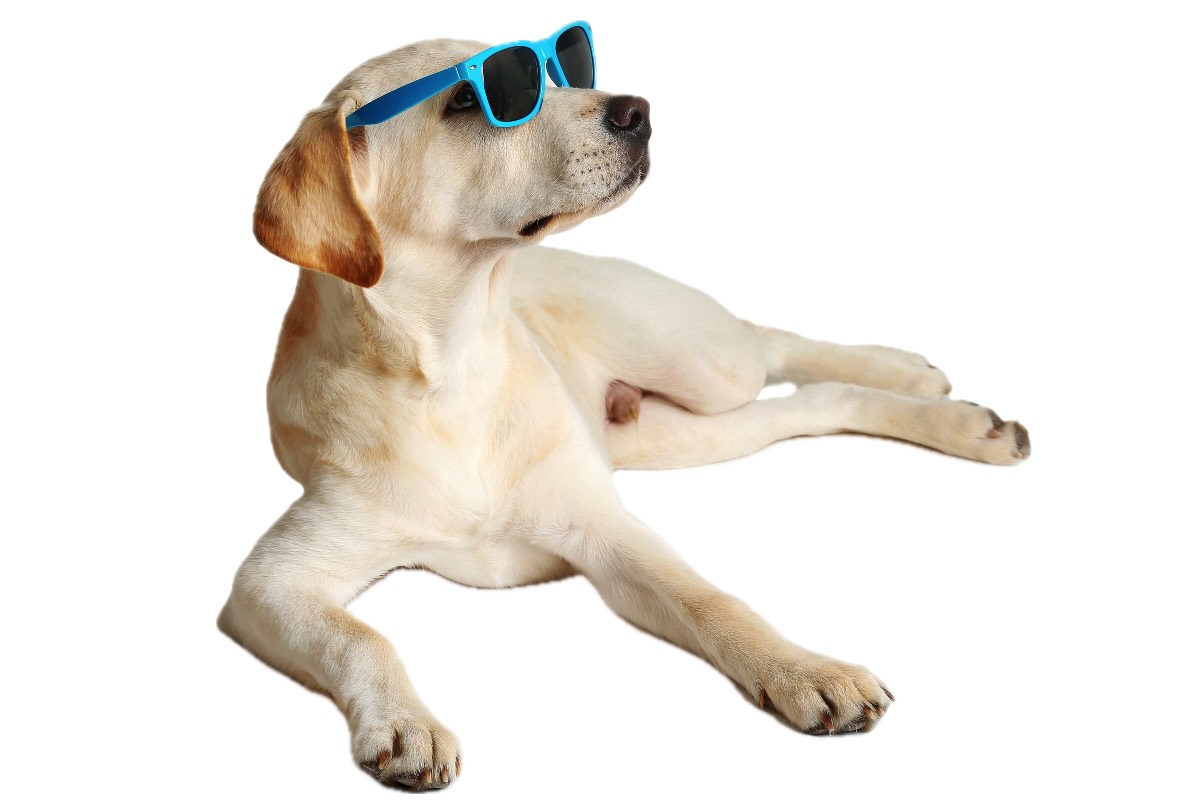 Labrador living in Arizona
