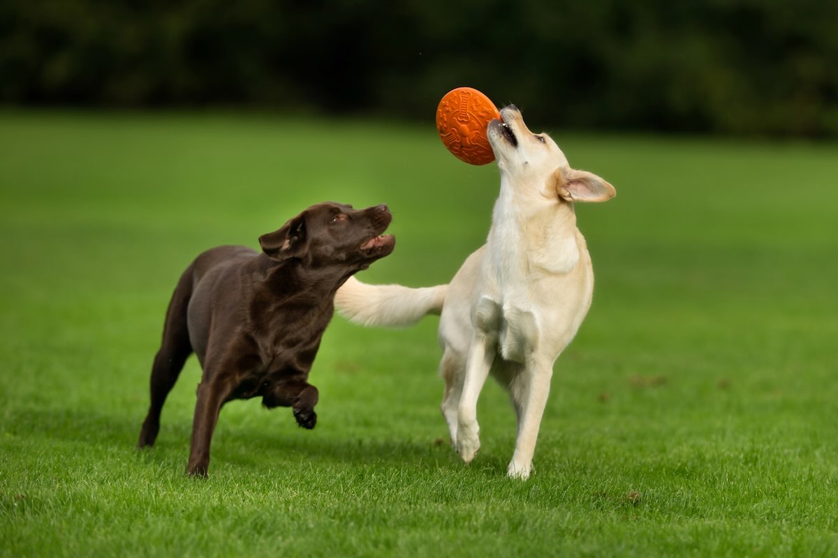 Labrador retriever dogs playing