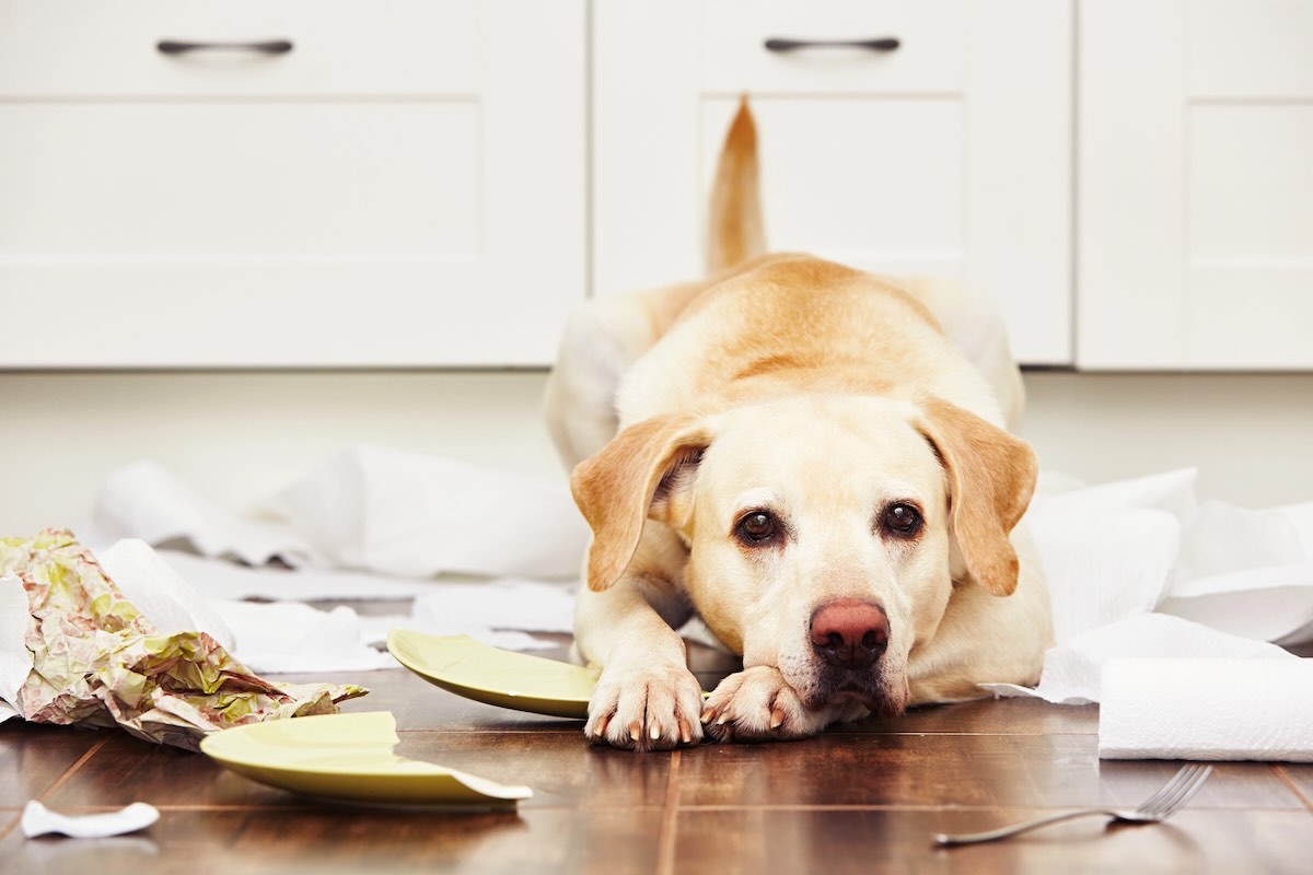 Labrador temperament