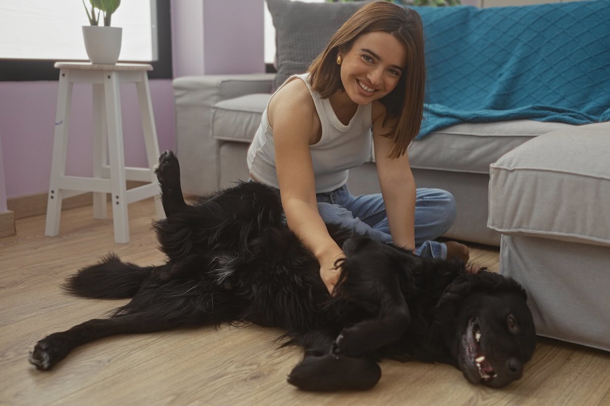 Retriever dog living in an apartment