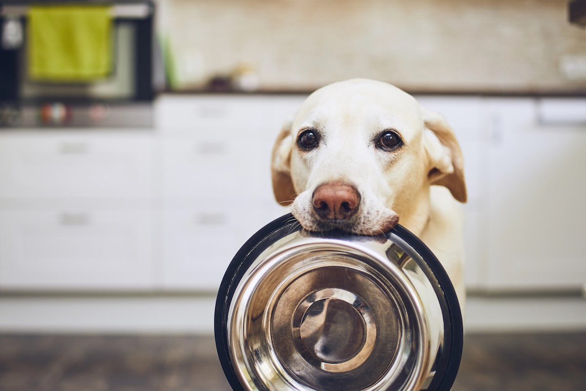 Retriever waiting for food