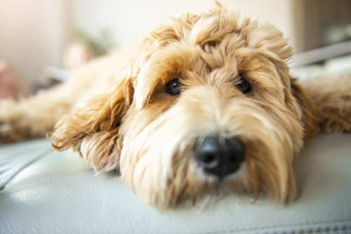 Sad Labradoodle