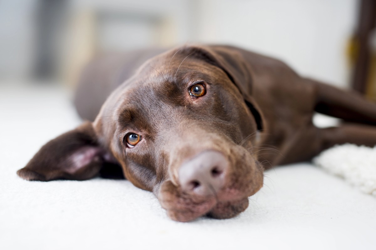 Valley Fever Labrador Symptoms