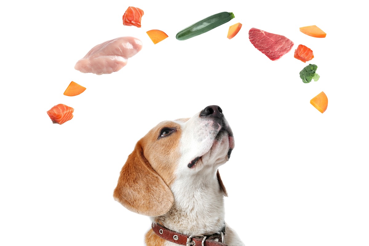 Dog surrounded by fresh products