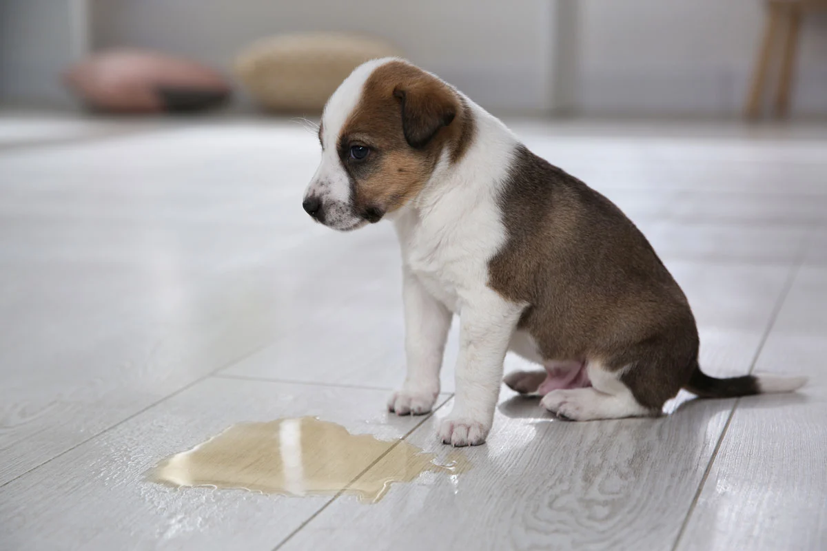 How to Potty Train Your Puppy