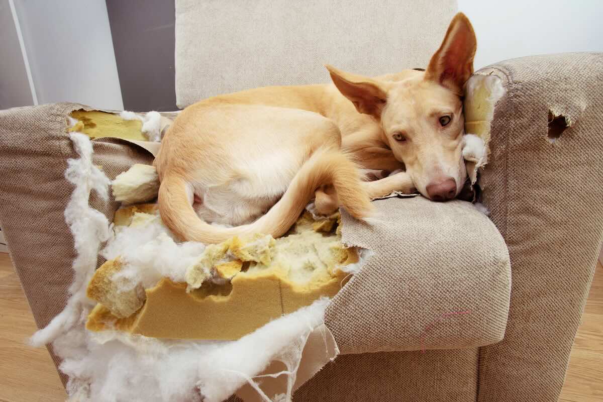 Dog displaying separation anxiety destructive behavior