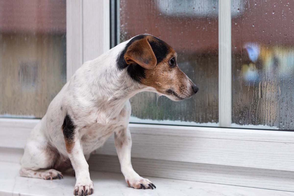 Treat Separation Anxiety in Dogs: Effective Techniques