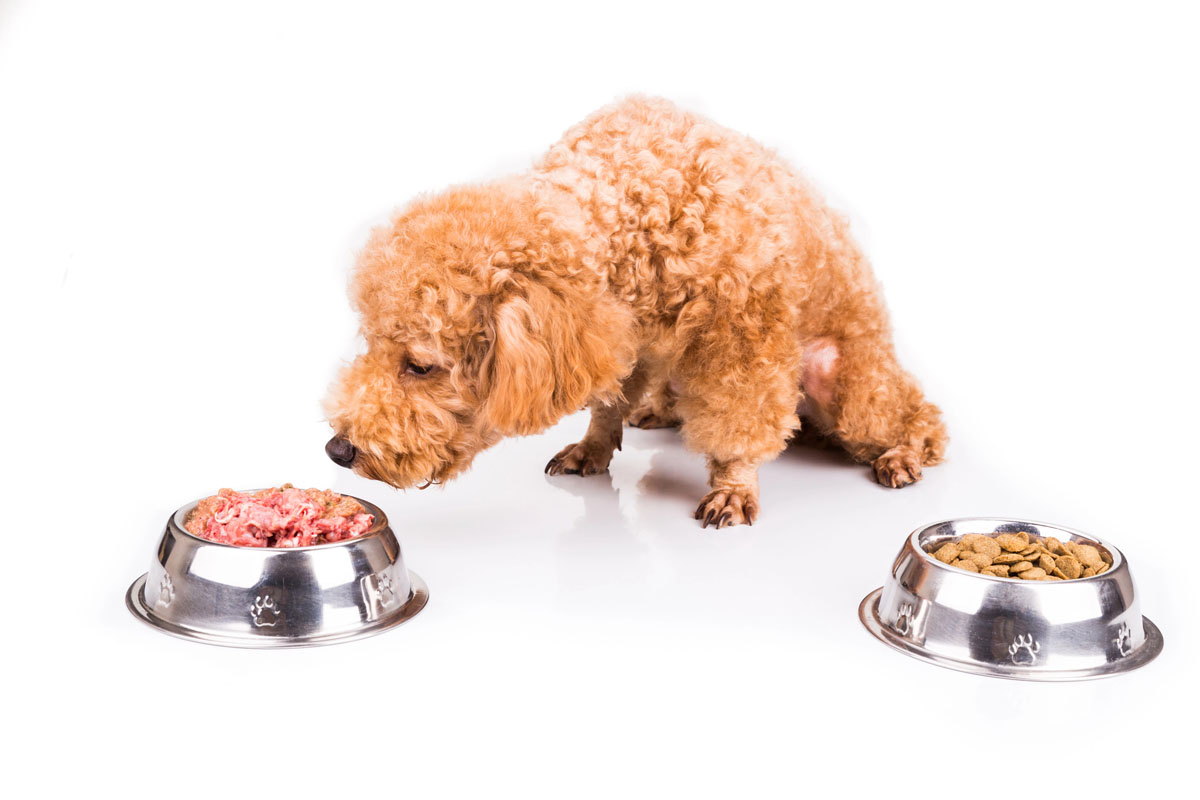 Poodle dog choosing between fresh food and kibble