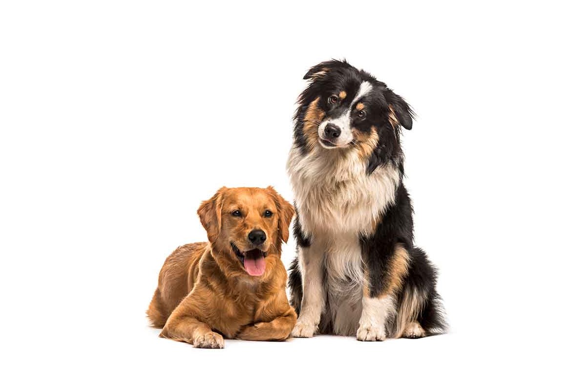 Best Breeds for First-Time Dog Owners