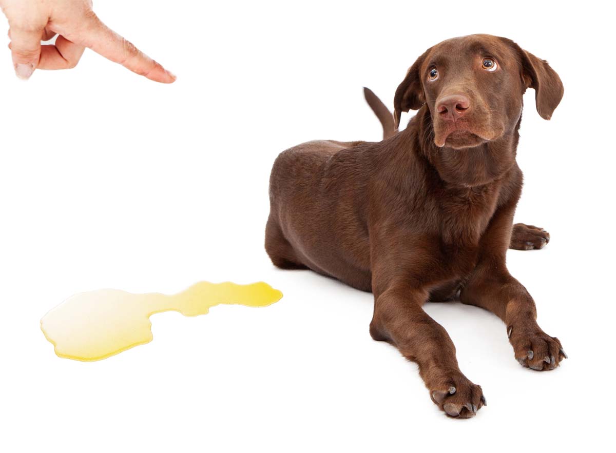 Potty Training Accident