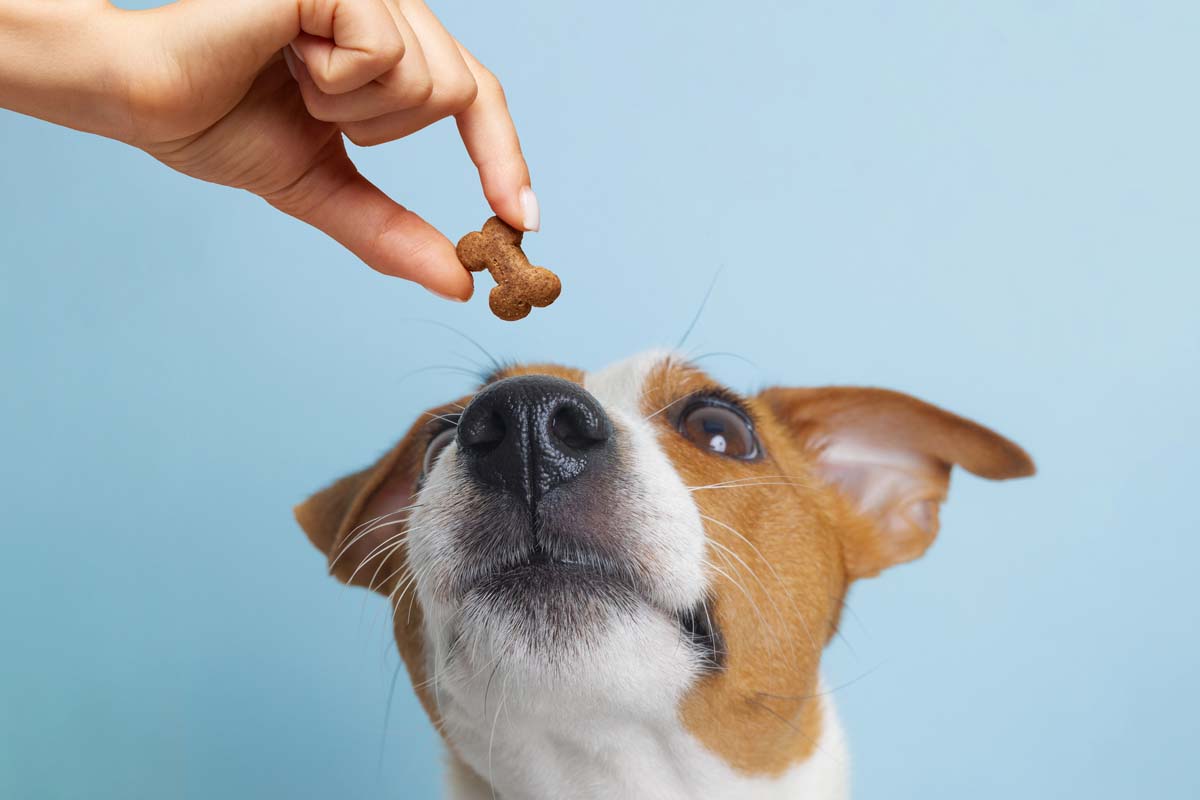 Dog positive reinforcement with a treat
