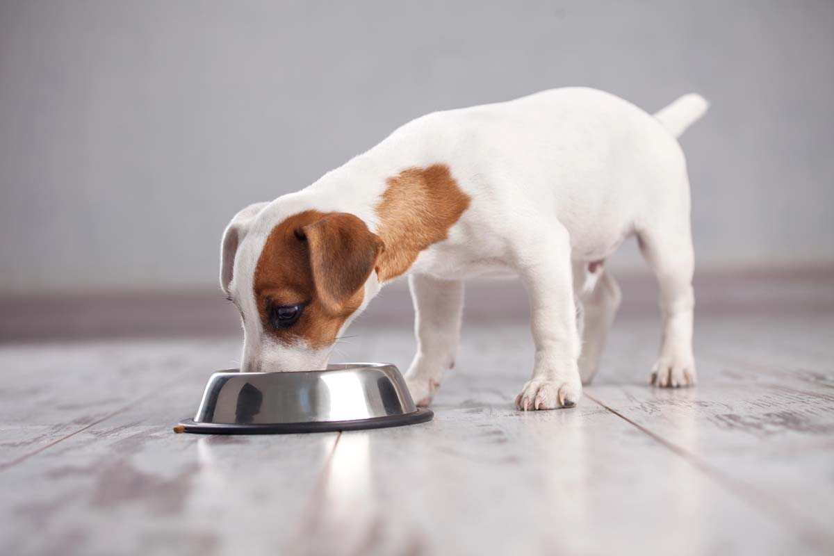 Puppy nutrition