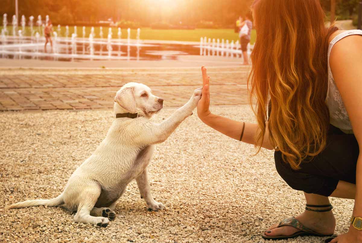 Well trained puppy high five