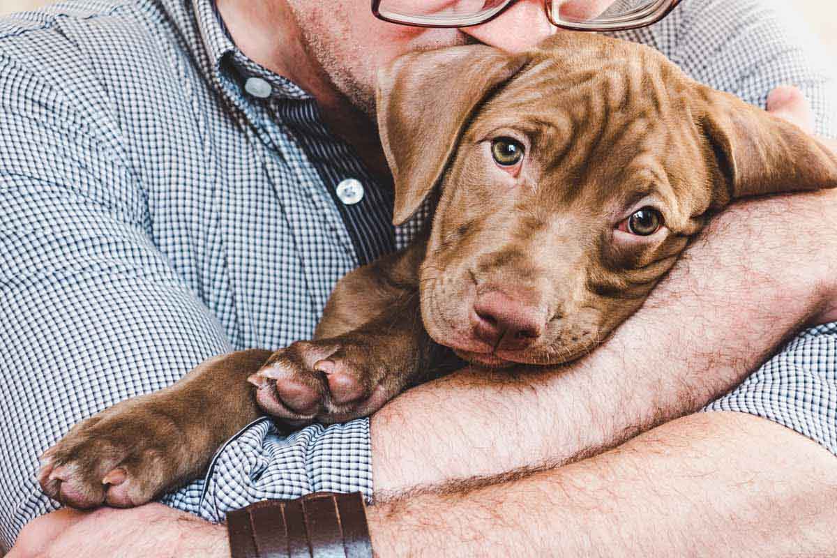 Dog boarding your dog in Phoenix