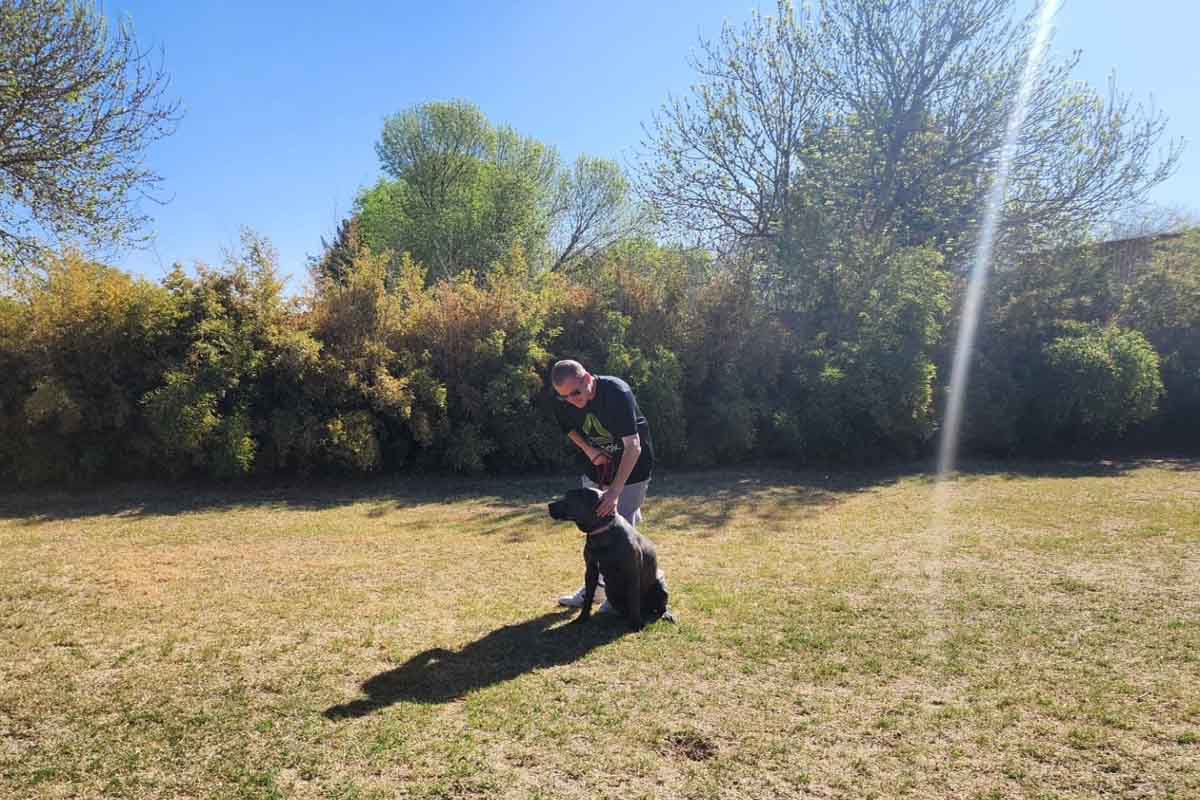 Dog boarding playtime at Desert Sky K9