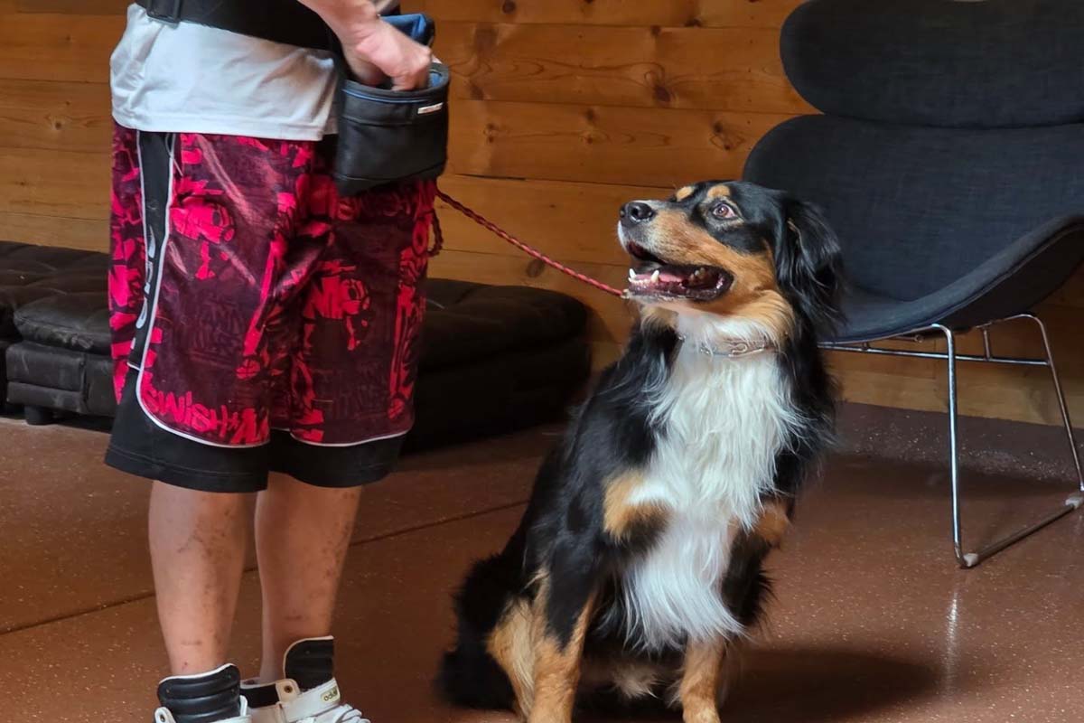 Positive reinforcement during boarding at Desert Sky K9