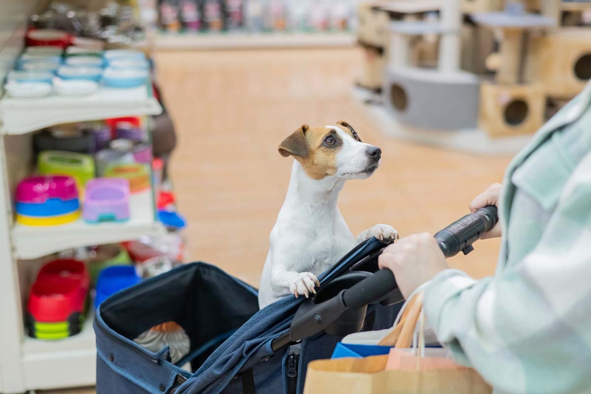 Taking dog to pet-friendly places
