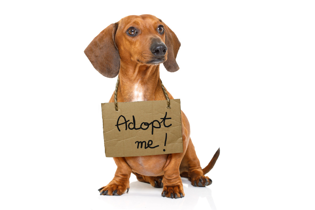 Adopting a Dog: What New Owners Should Know