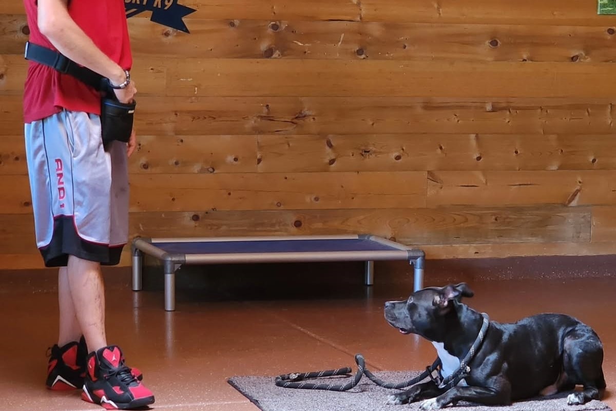 Desert Sky Dog Training Bootcamp