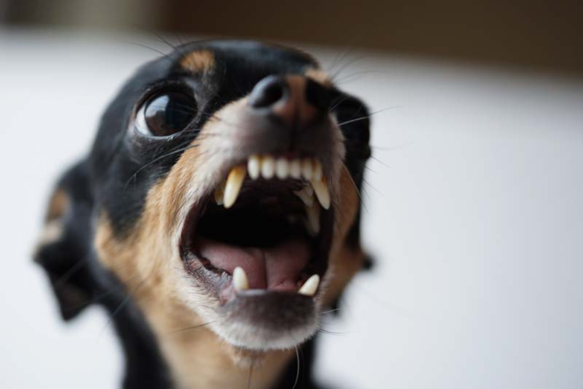 Reactive adopted dog