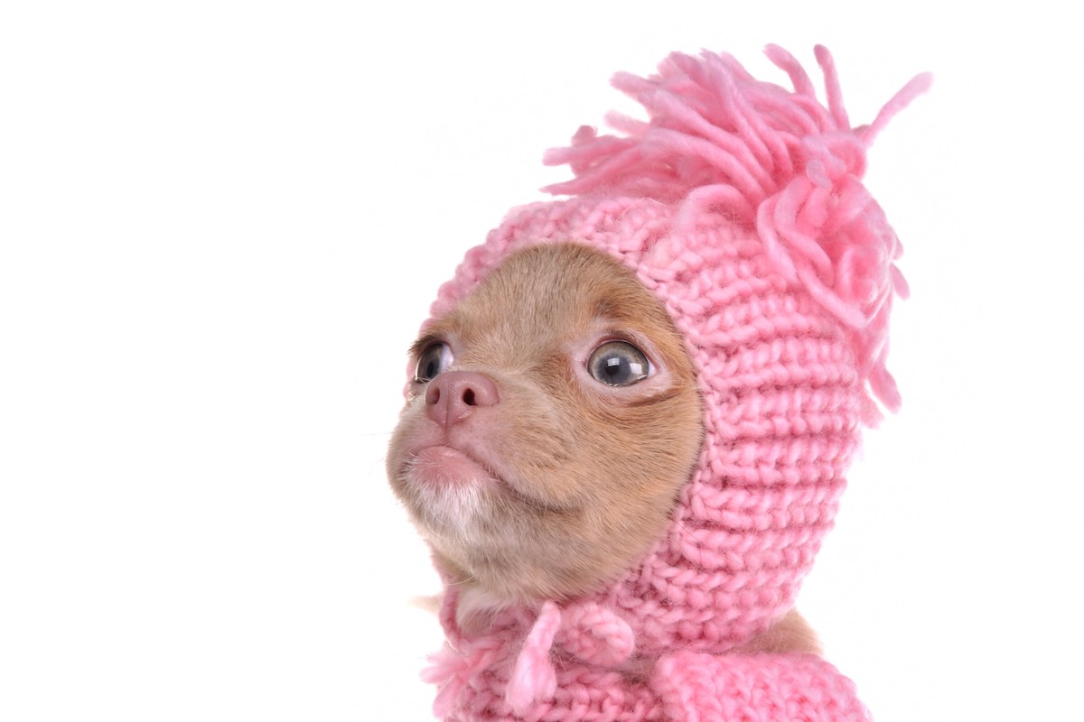 Winter with a dog in Phoenix