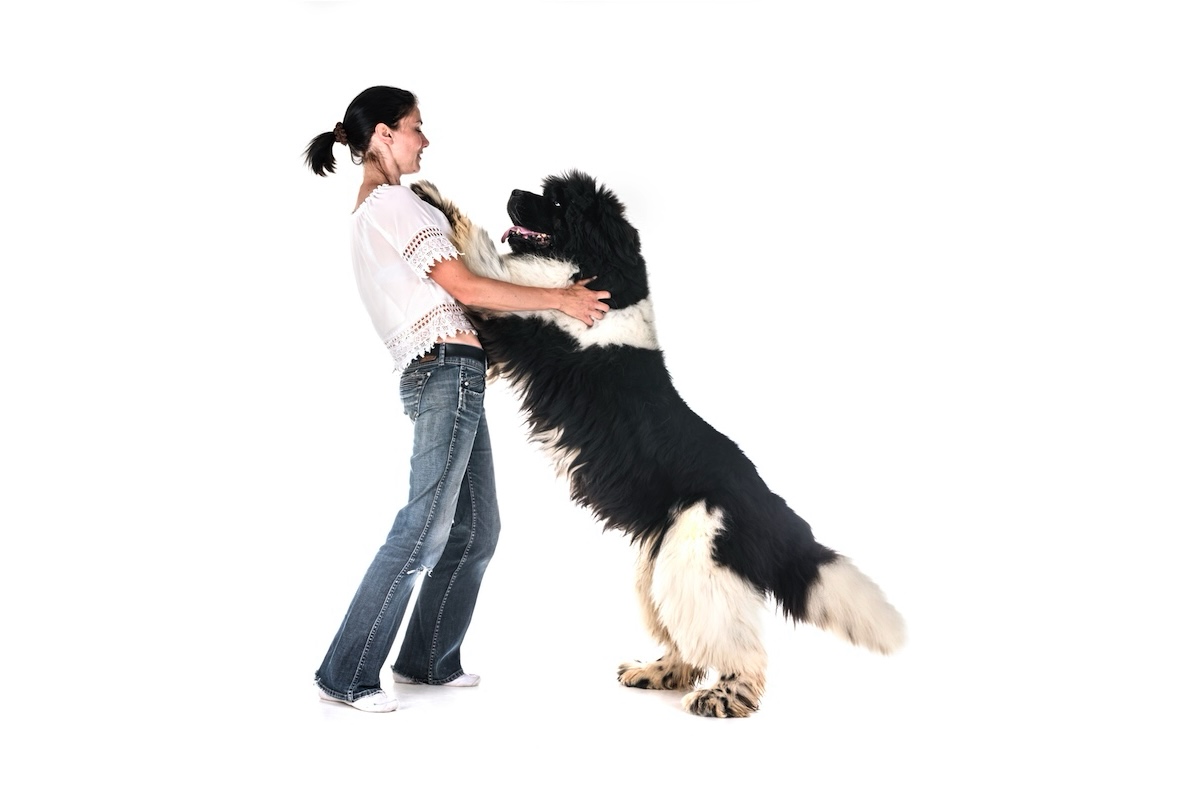 Dog Jumping on People