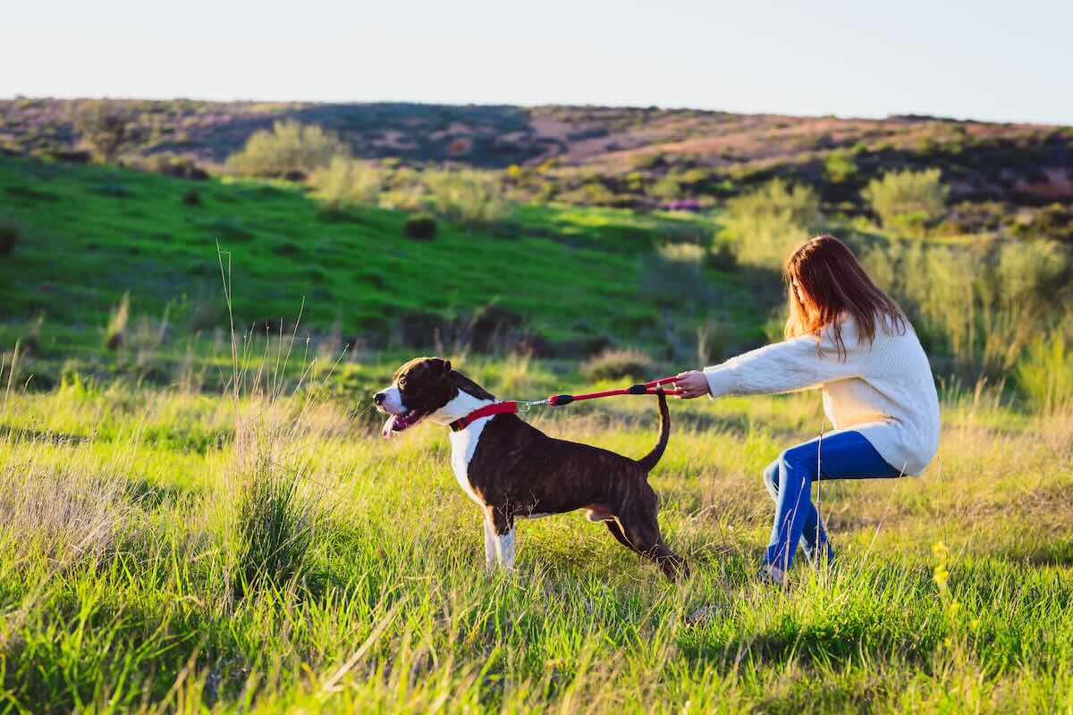 Dog pulling on a leash