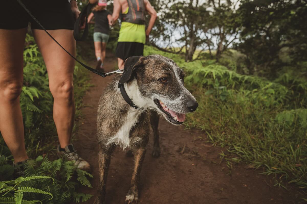 Hiking with dog on busy Phoenix trails