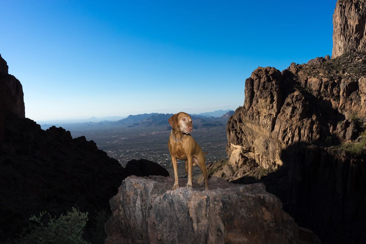 Hiking with your dog in the spring