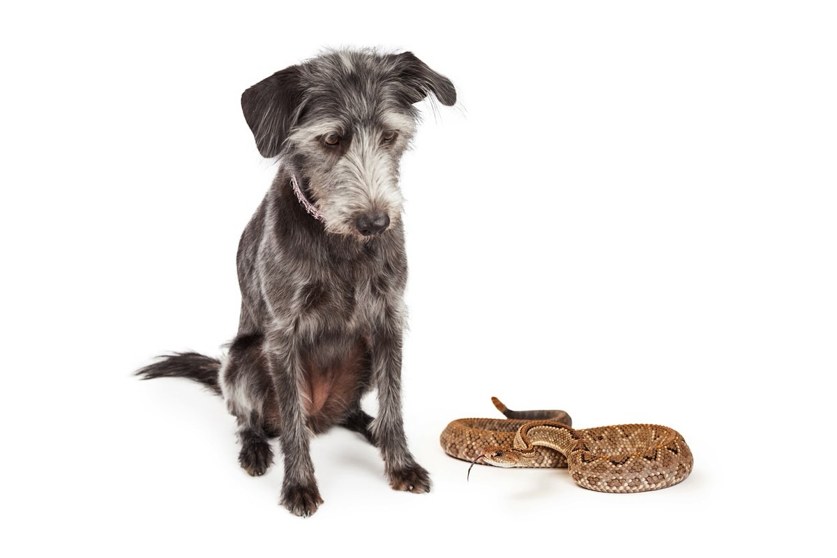 Rattlesnake Safety for Dogs in Phoenix