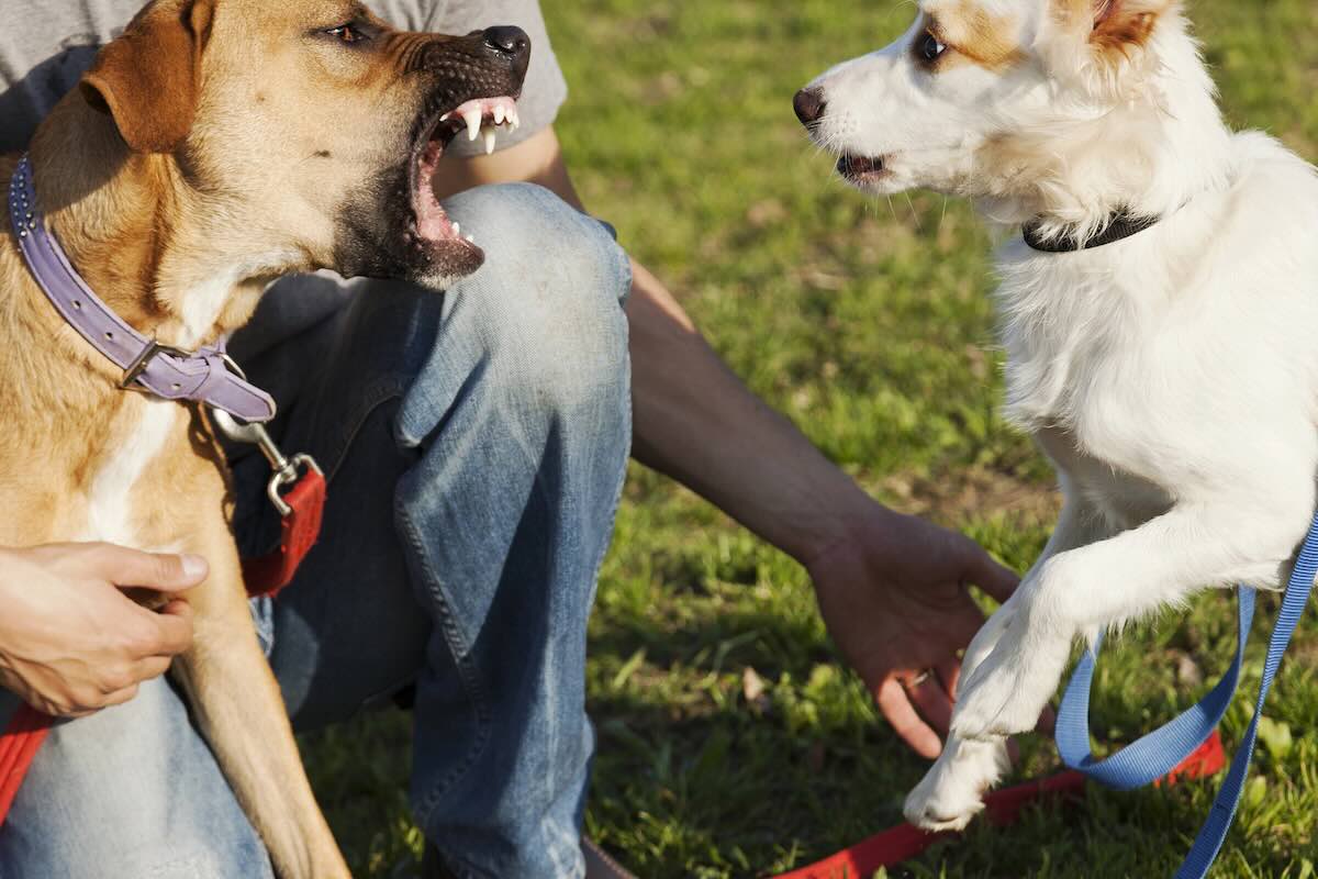 Reactive dog to other dogs