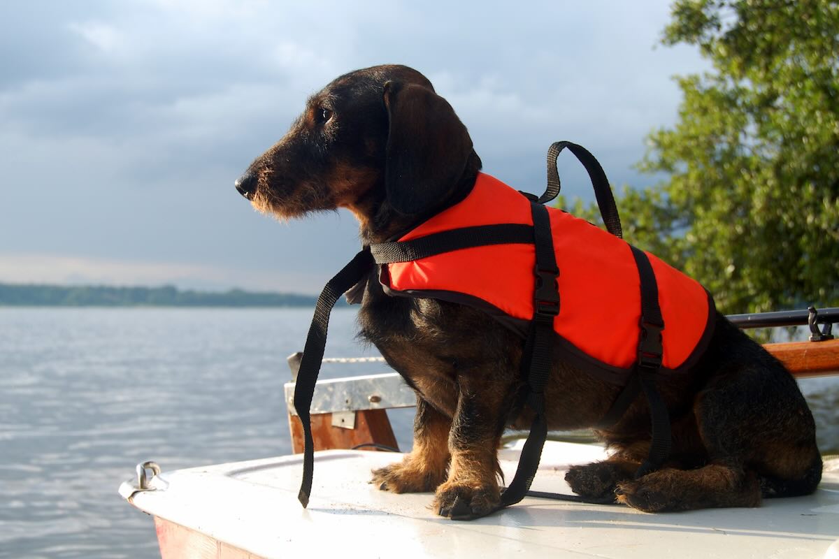 Dog on a boat safety